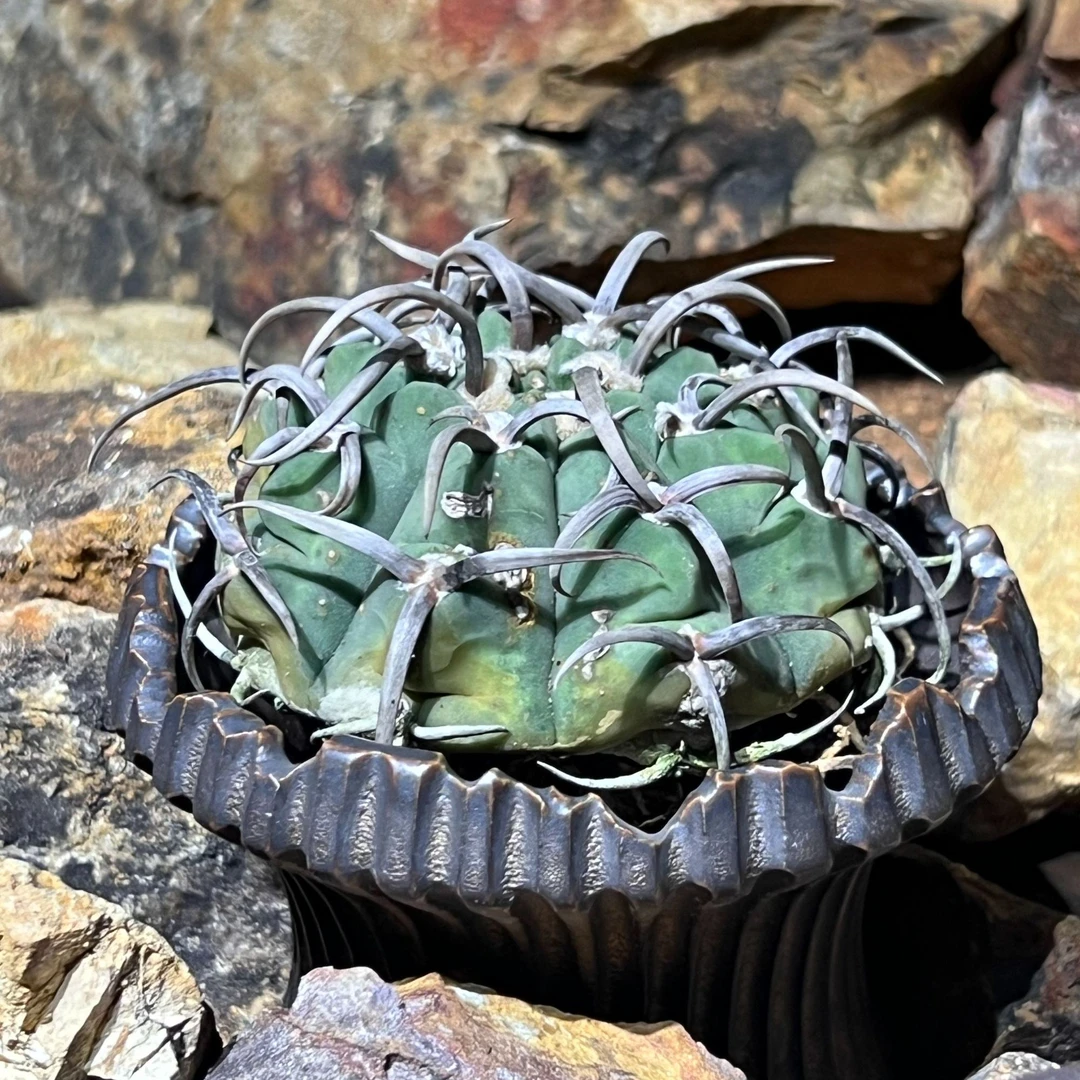 狂卷三刺玉（以实物为准一物一拍）