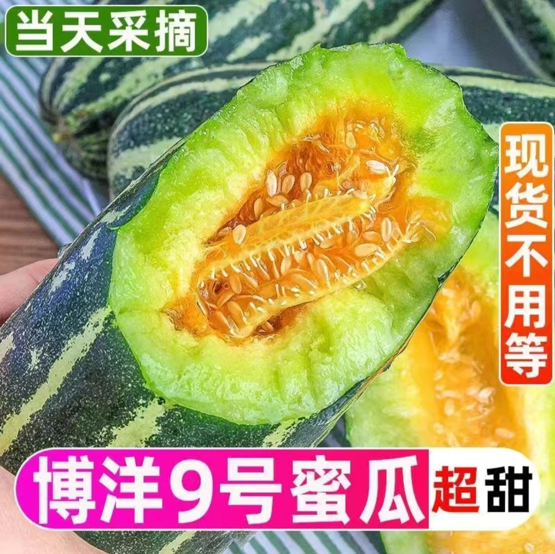 【弘茂农场】蜜蜂授粉博洋九甜瓜五斤装