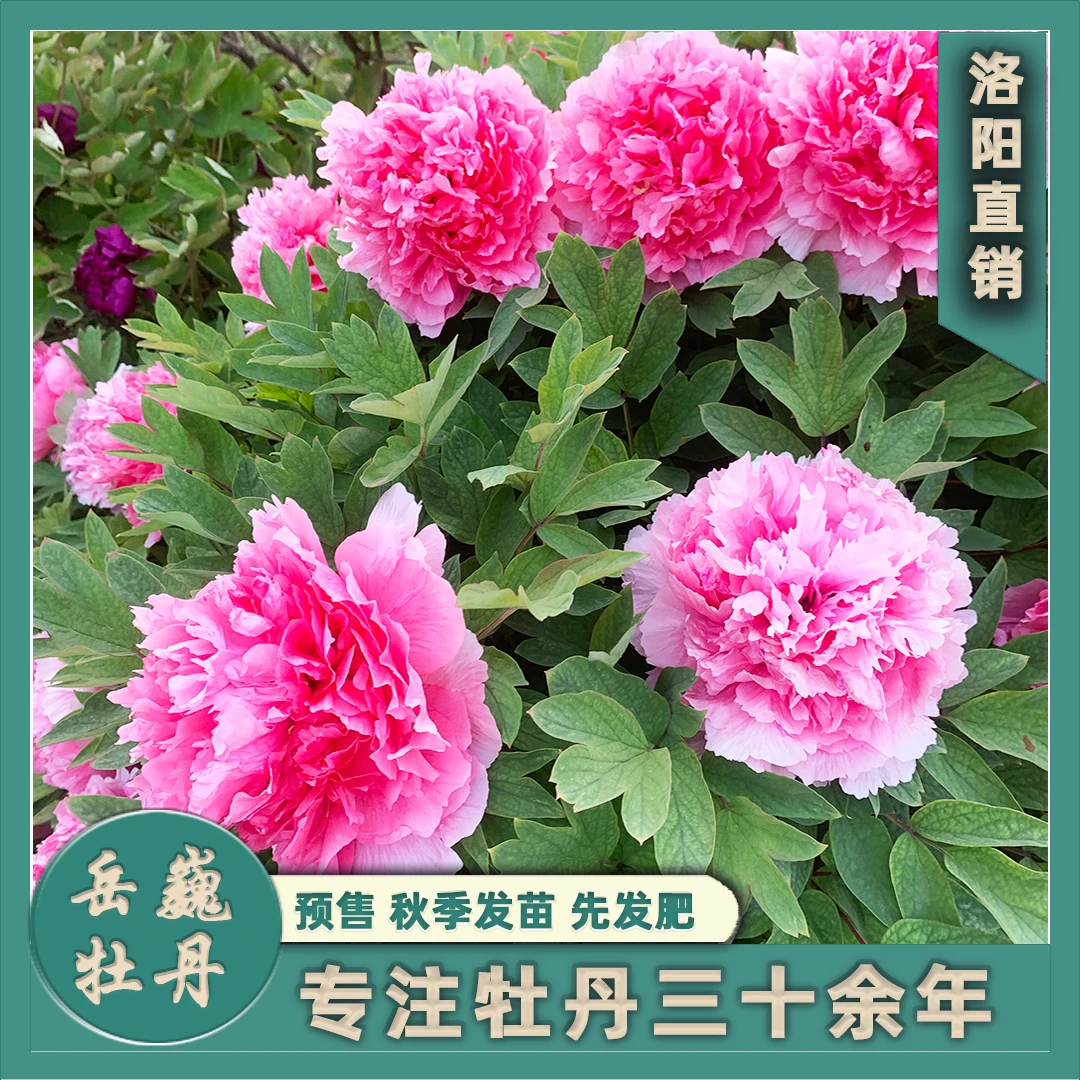 【盆栽牡丹—珊瑚台】洛阳观赏牡丹重瓣花种植花卉国色芳花