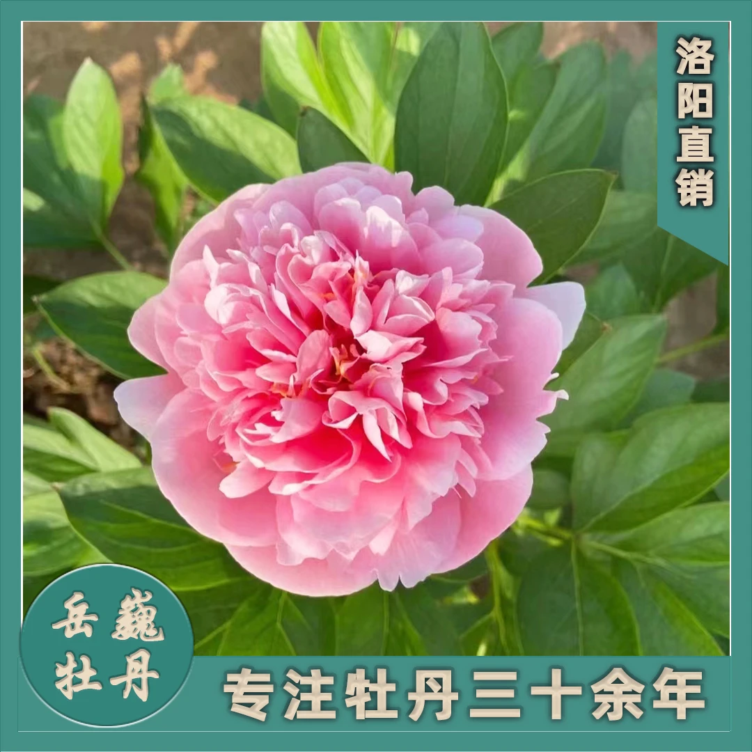【芍药--三文鱼】裸根蚀刻鲑鱼裸根块重瓣观赏芍药大花庭院种植