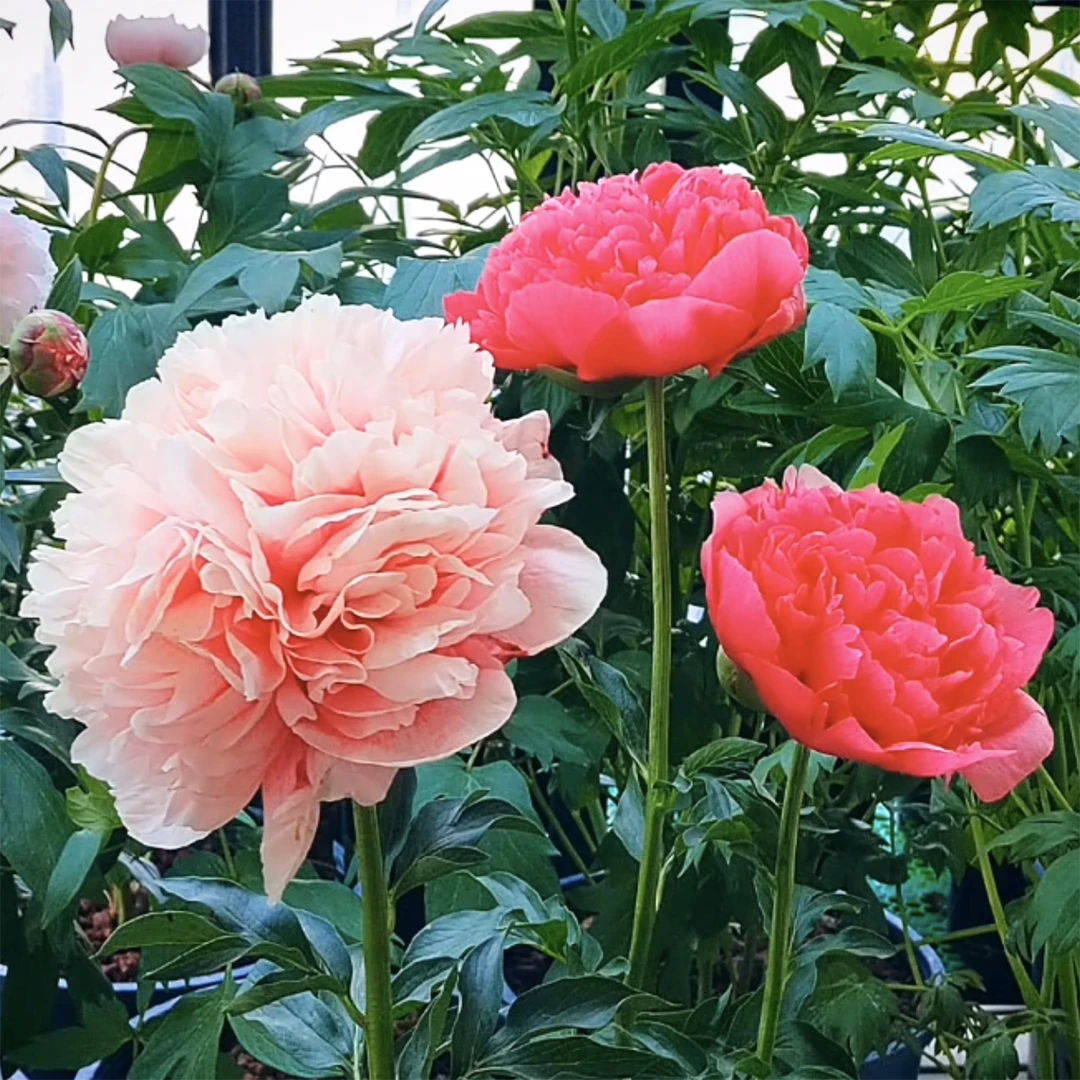 【芍药---御前表演】红色芍药花苗耐寒重瓣花卉庭院盆栽室内