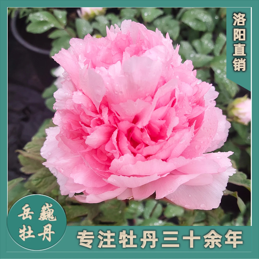 【粉色系-贵妃插翠】盆栽洛阳观赏重瓣牡丹花秋季庭院种植盆栽花卉