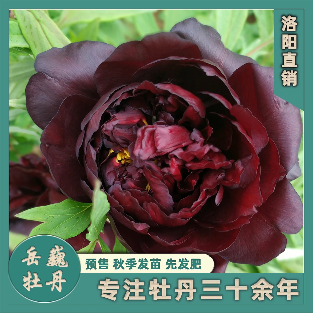 【黑色系-黑豹】盆栽观赏重瓣牡丹黑色花卉庭院种植