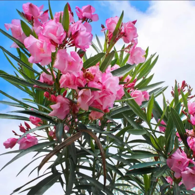 【夹竹桃】盆栽颗型好300天以上花期四季开花