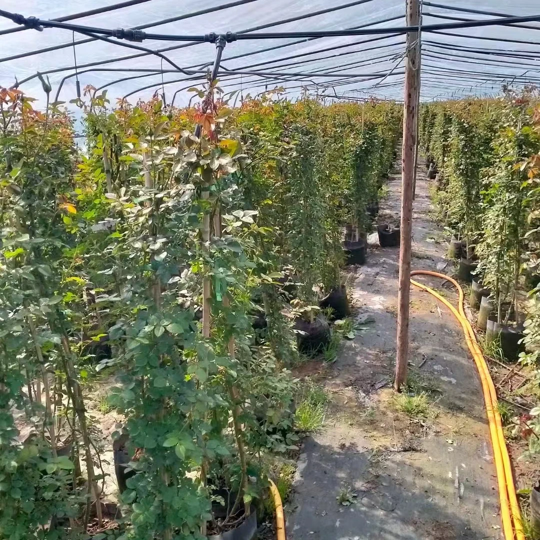 1.5-1.6高 爬藤月季10颗送1颗打木架发货