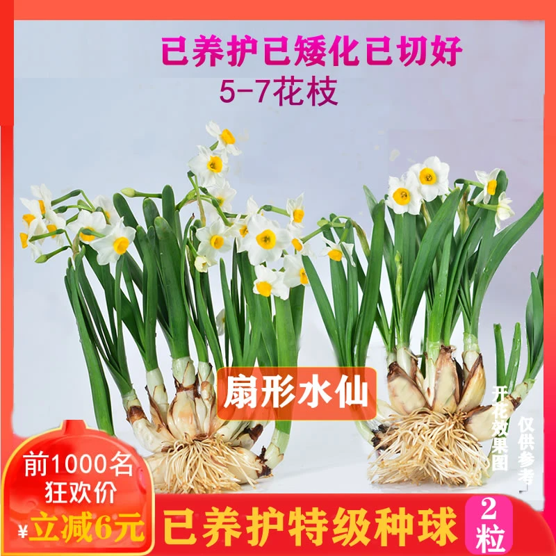 [已养护扇形水仙]漳州正宗水仙花大种球冬季绿植花卉花农自产自销