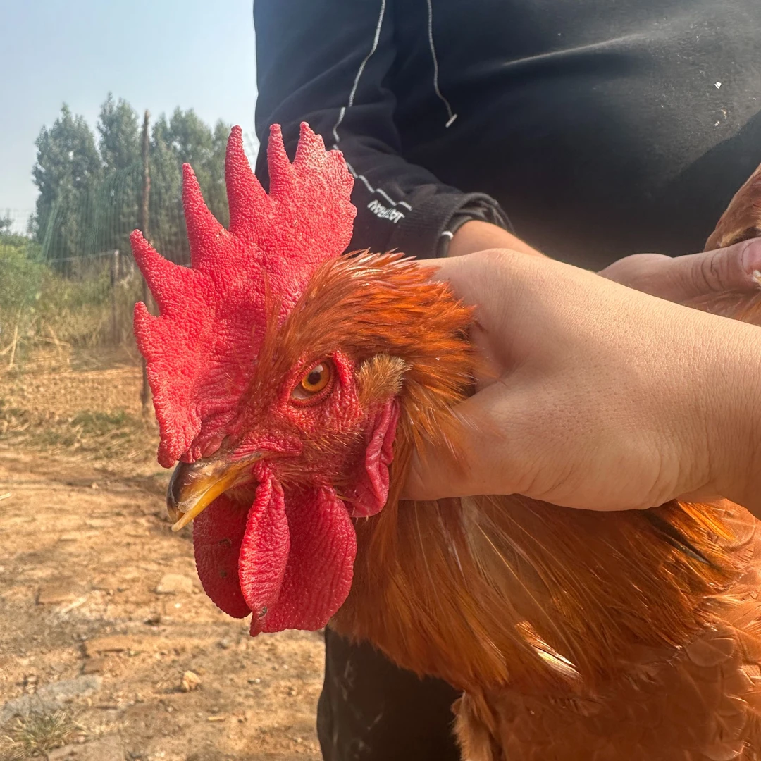 跑山鸡散养渑池捷泰农场自产自销 包冰率10%以内