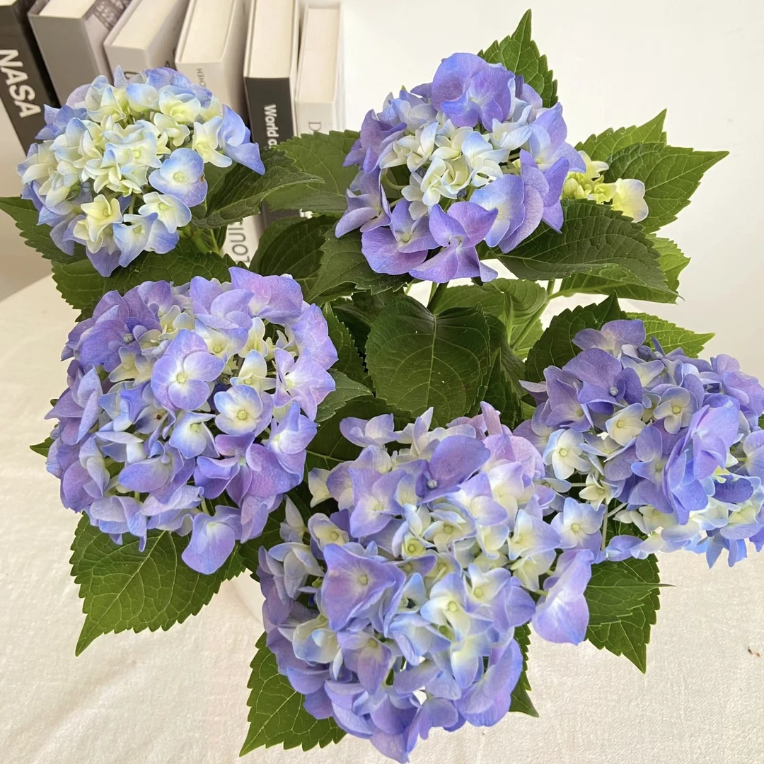 七彩沉香 绣球 盆栽养护庭院阳台好养护云南昆明基地直发