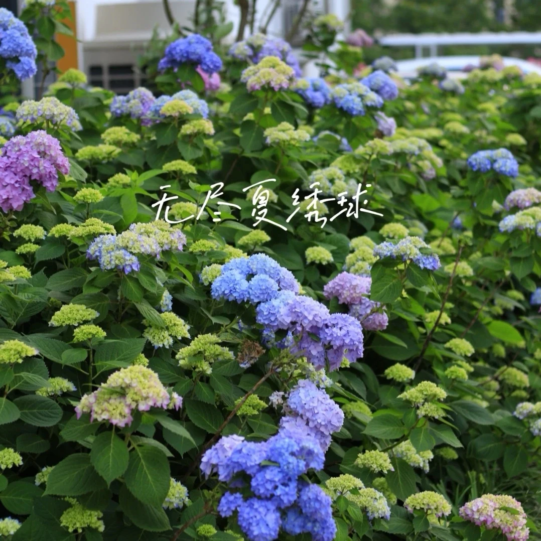 绿满天涯直播间绣球 盆栽花卉绿植庭院阳台好养护基地直发