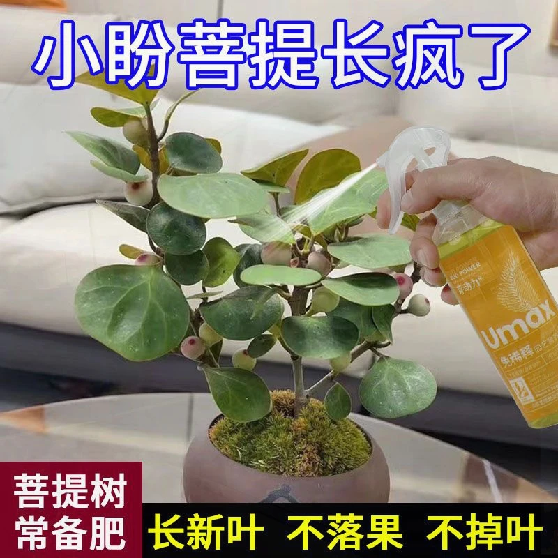 小盼菩提智慧树营养液思维树专用肥料营养液室内盆栽水培绿植通用