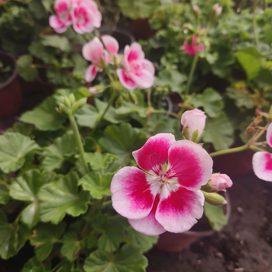 （白飞溅）直立天竺葵