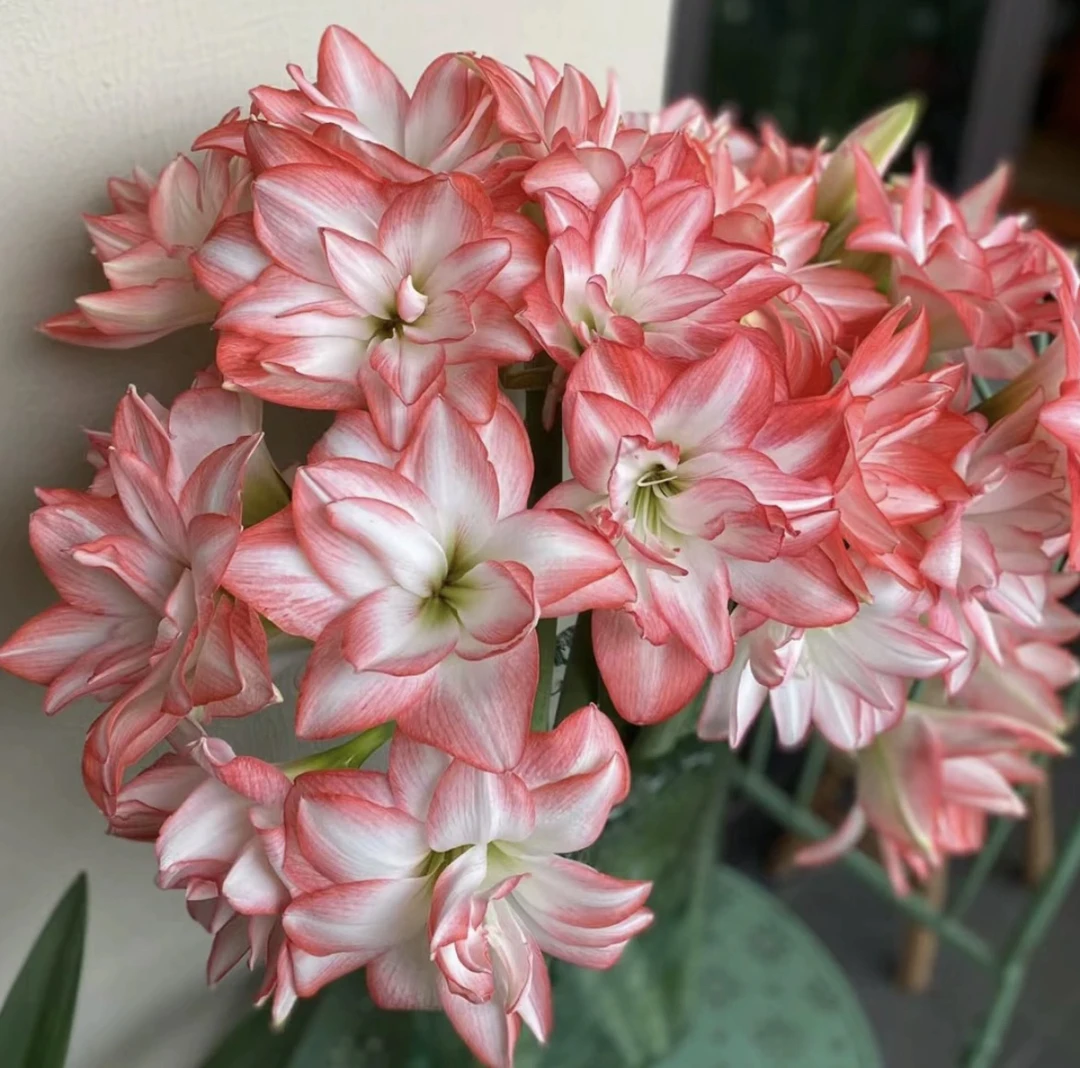 朱顶红 花孔雀 新手入门皮实好养多年生室内外花卉