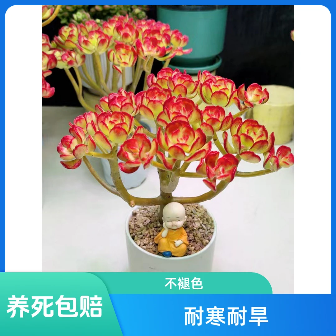 【年宵花】满堂红摇钱树  新手必备 好看好养 多肉植物 带盆带土