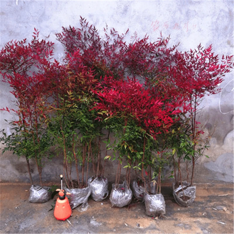 火焰南天竹花苗庭院别墅植物耐寒老桩南天竹树苗红天竹四季常青