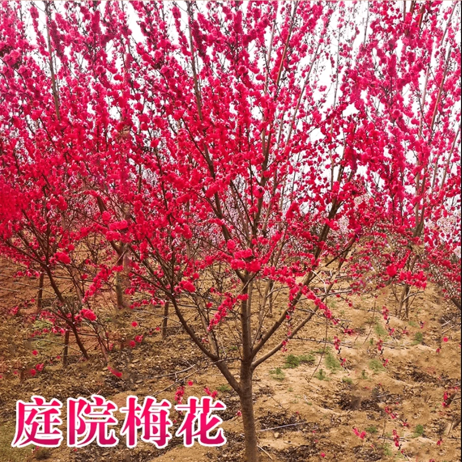 红梅花树苗盆栽老桩庭院耐寒冬季开花卉植物浓香原生高杆骨里红梅