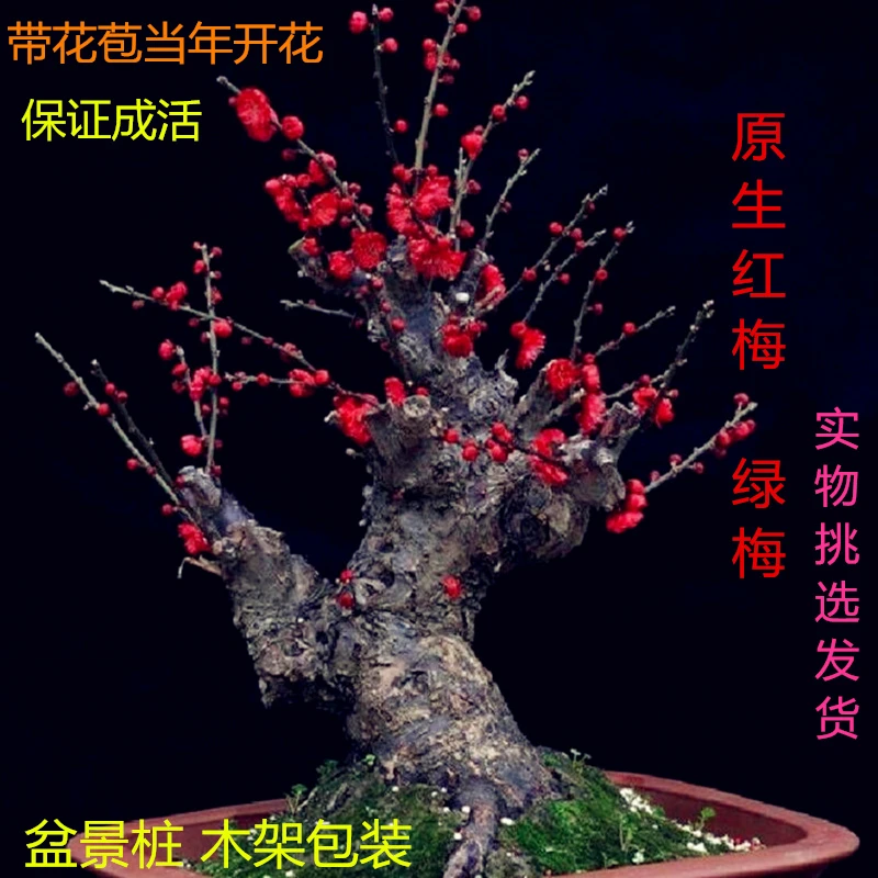 梅花盆栽老桩原生骨里红树苗浓香型花卉耐寒植物室内红梅腊梅盆景