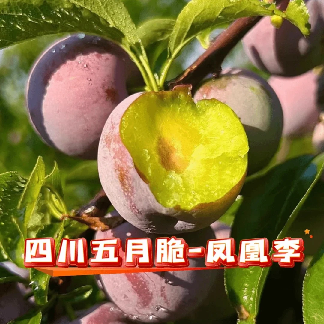 正宗四川五月脆李子凤凰李新鲜现摘现发脆甜多汁青红脆李净重5斤