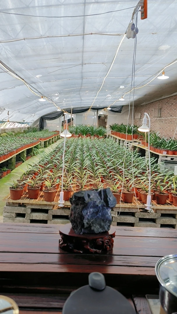 君子兰一年生花脸小苗 1到3片叶随机发货