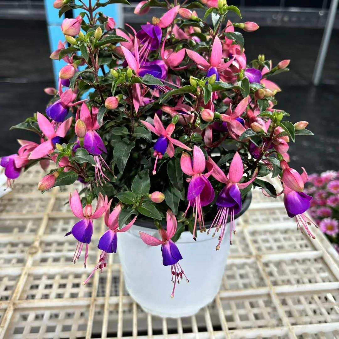 【倒挂金钟】灯笼花多色盆栽 年宵花卉绿植云南发货适合庭院阳台