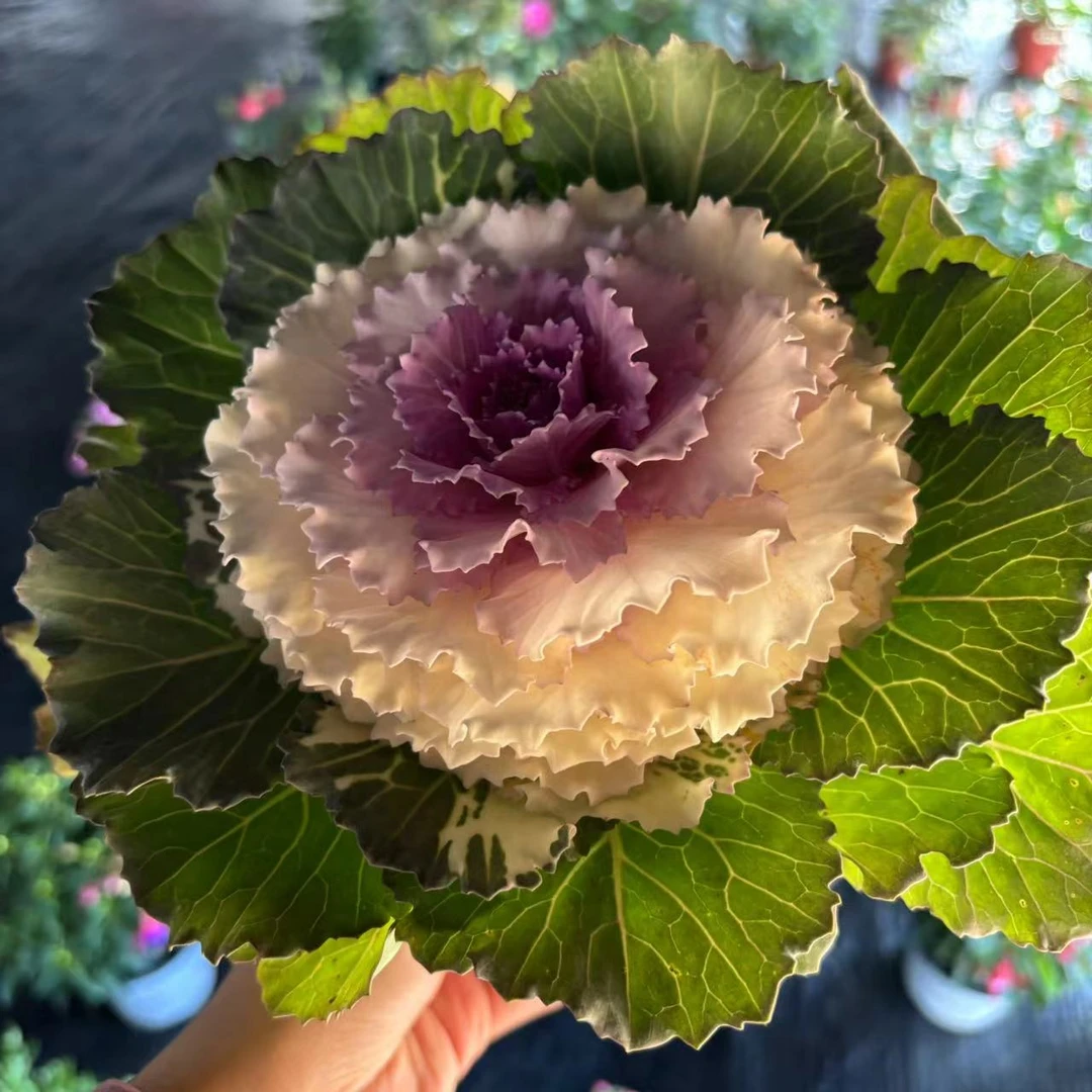 【羽衣甘蓝】多年耐寒耐冻的花可食用也可以观赏紫色蔬菜苗四季开花