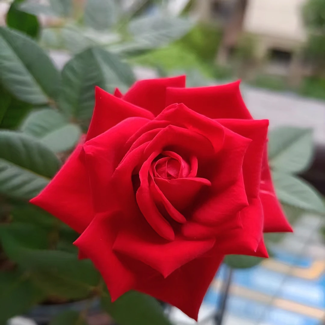 【中国红月季】多颗扦插盆栽月季庭院花红色耐热耐寒多季节重复开花
