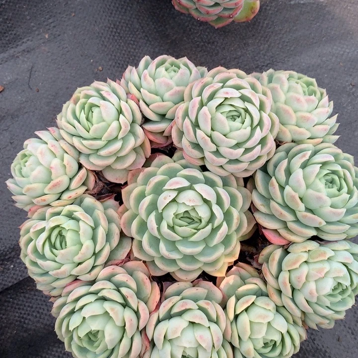 雪球，无砍，一物一拍28包邮