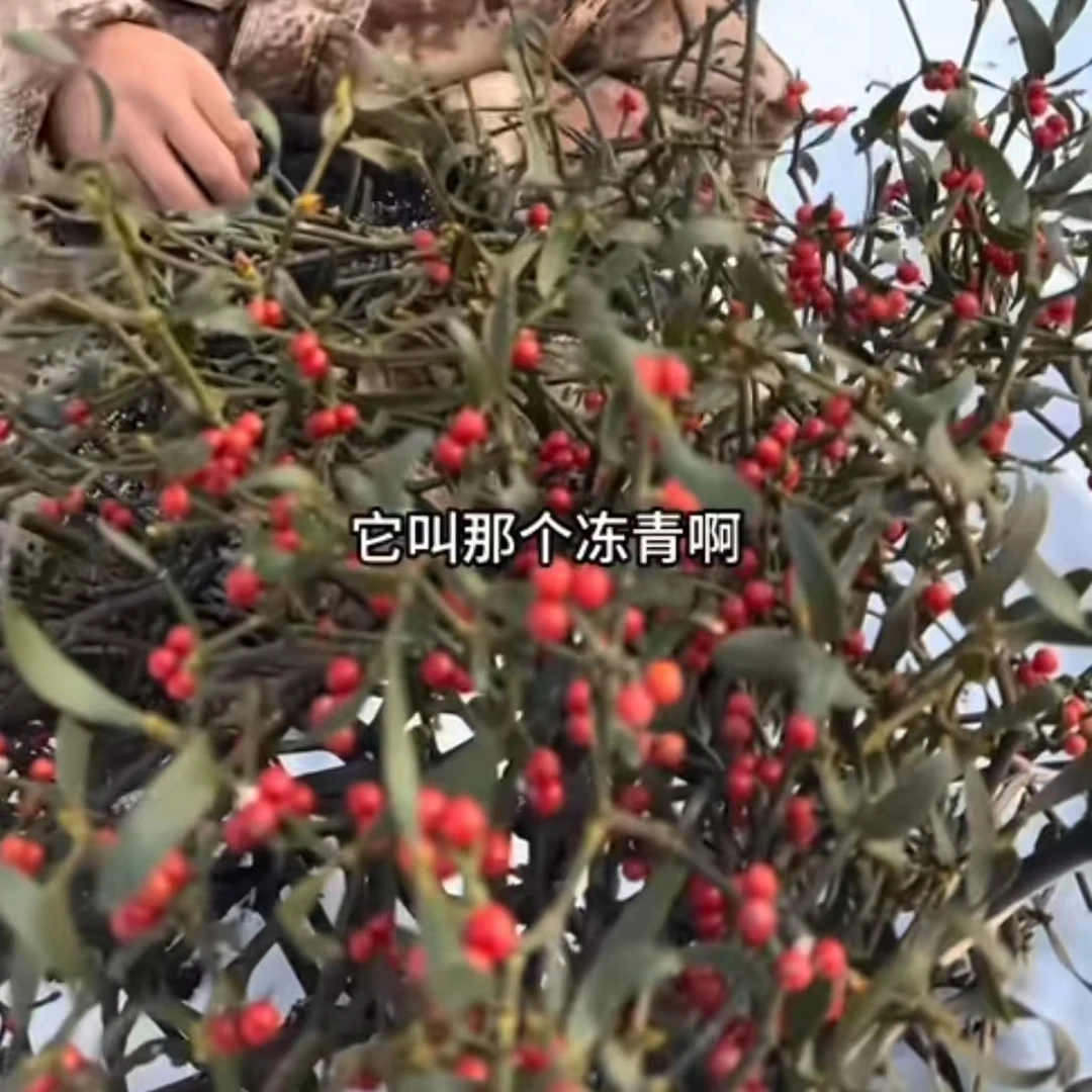 东北野生冬青【3斤包邮】