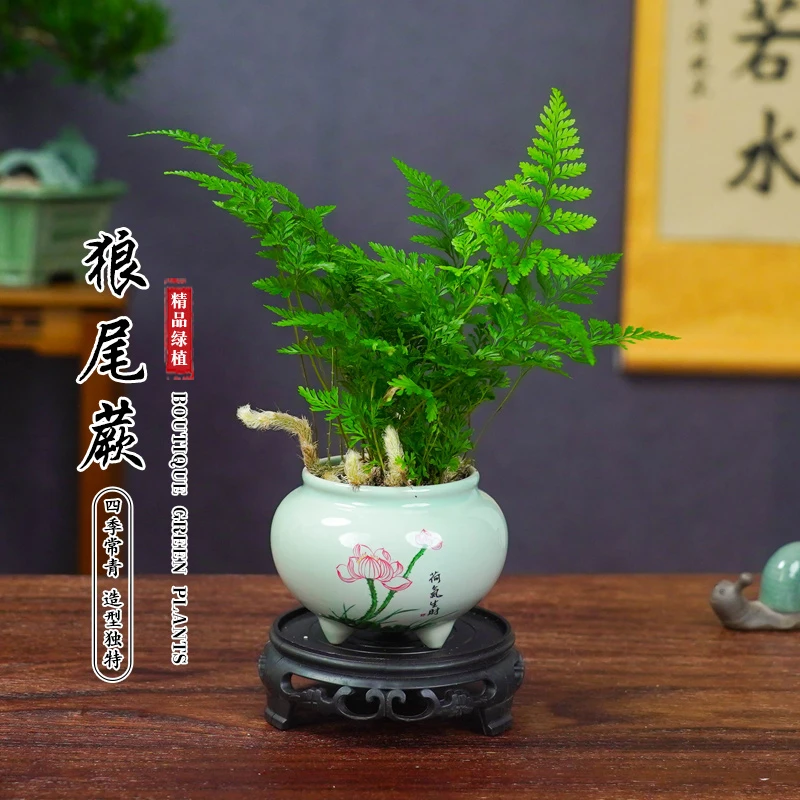 狼尾蕨苔藓球水培植物室内绿植造景净化空气盆吸甲醛防辐射办公室