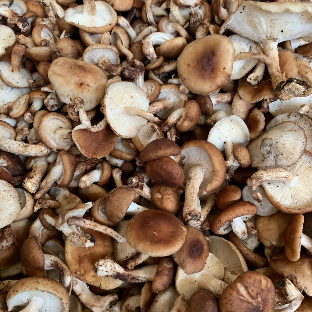 云南新鲜野生菌香菇/香蕈500g-1000g
