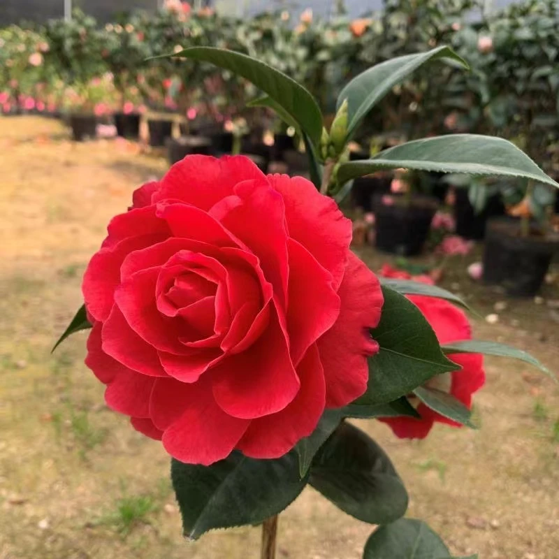 高端品种茶花,情人节