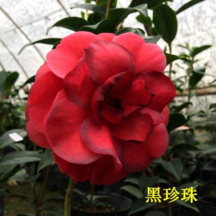品种山茶花，黑珍珠