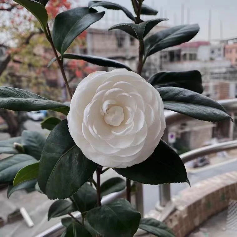 精品品种山茶花东方亮大苗