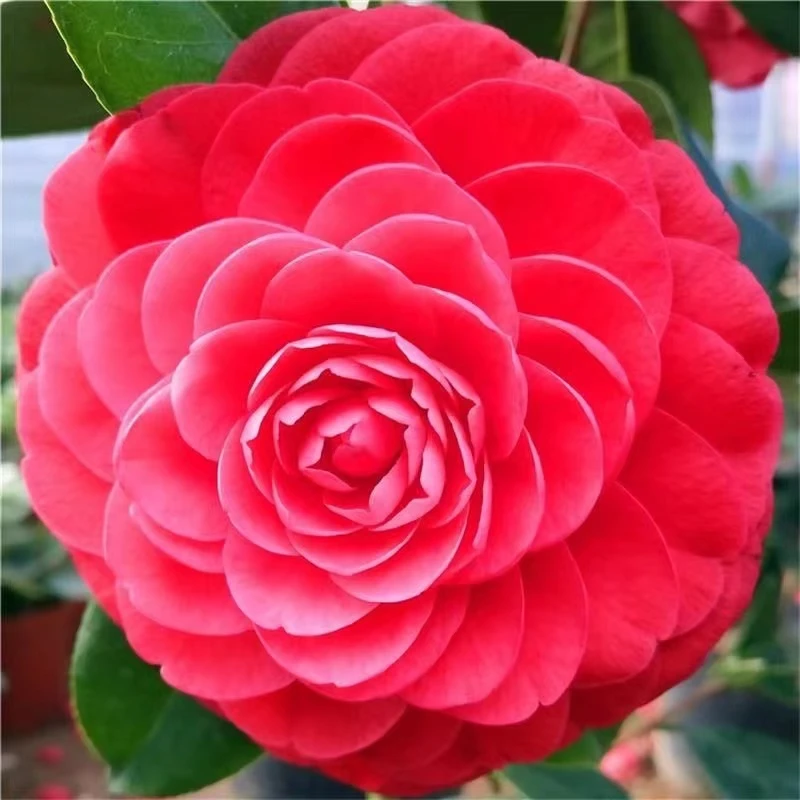 精品茶花，大红赤丹