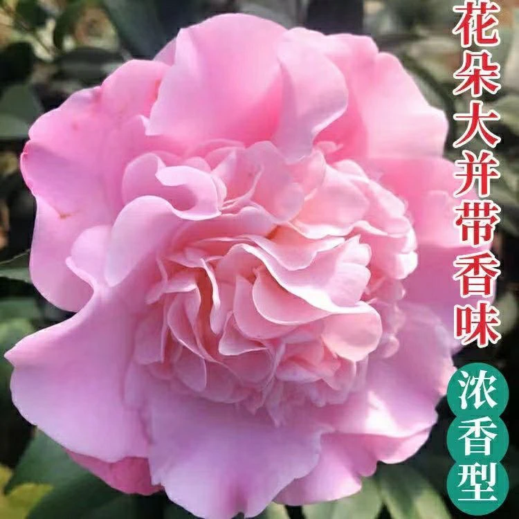 精品4年香妃山茶花,开花浓香型