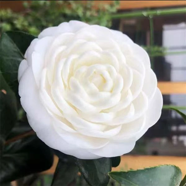 精品茶花东方亮，品种茶花耐寒好养