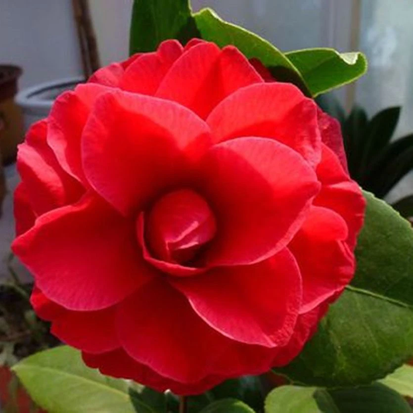 珍贵品种青叶贝拉山茶花