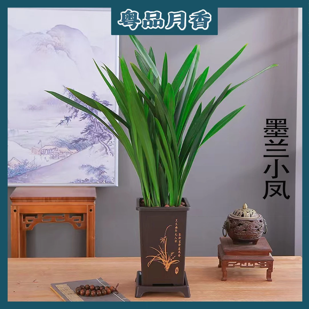 墨兰盆栽带花剑古风盆室内客厅四季常青冬季开花净化空气观花兰花