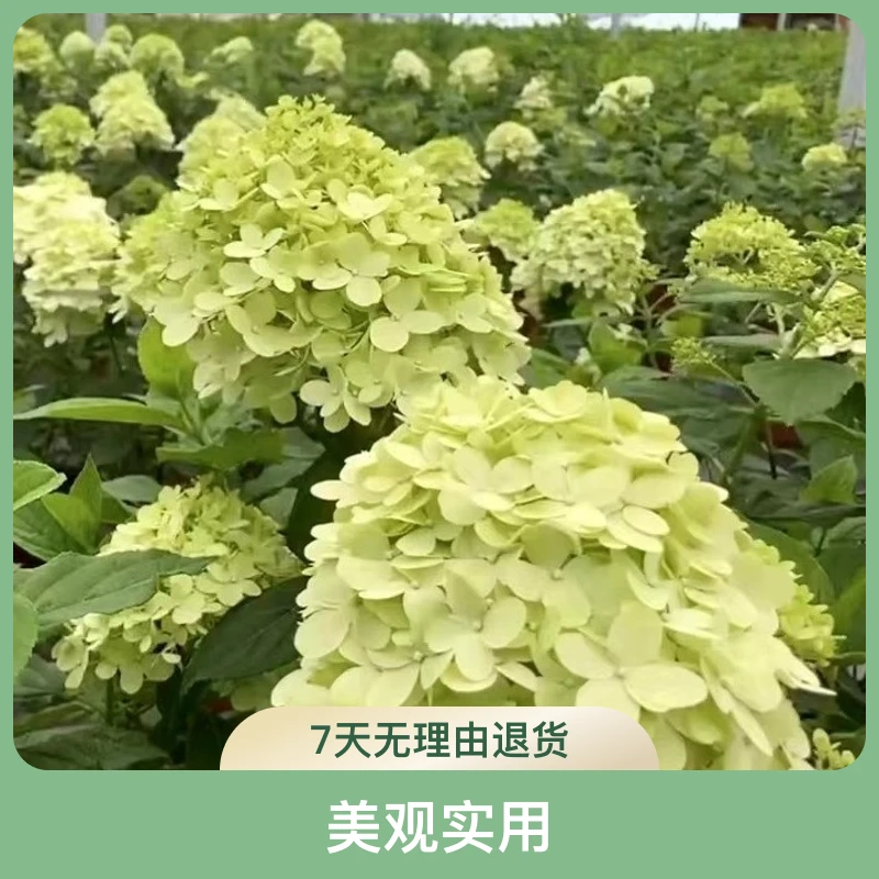 【基地直发—石灰灯】圆锥绣球耐晒耐寒花期长南到两广北到东北均可