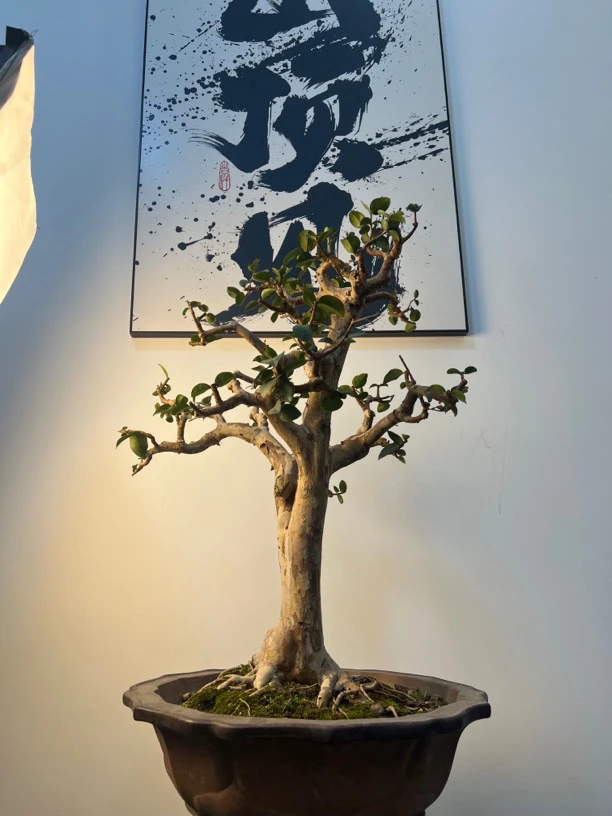 沙巴品種(庭院植物)直播間一物一拍