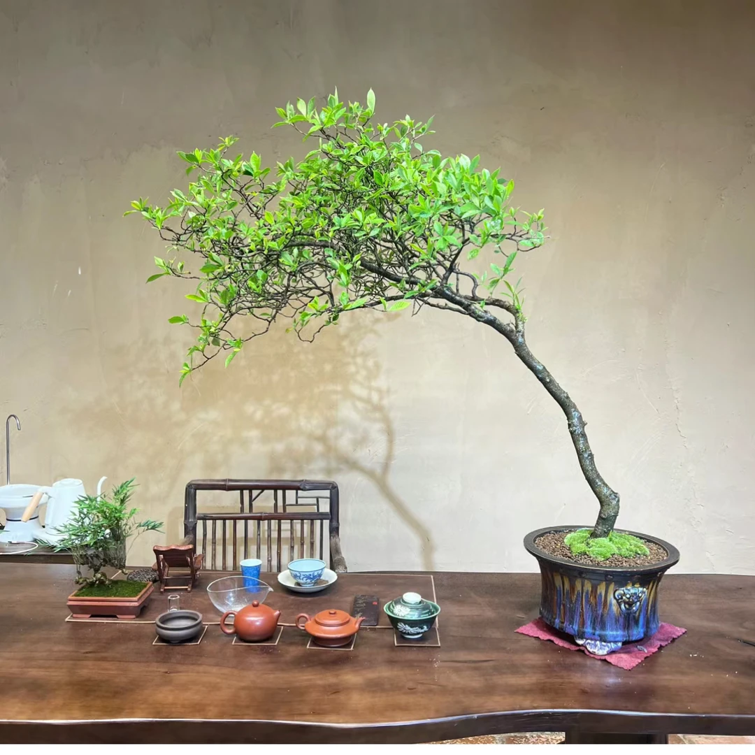 网红栀子花春花茶台书房客厅庭院室内空间装饰七飘盆景花卉绿植