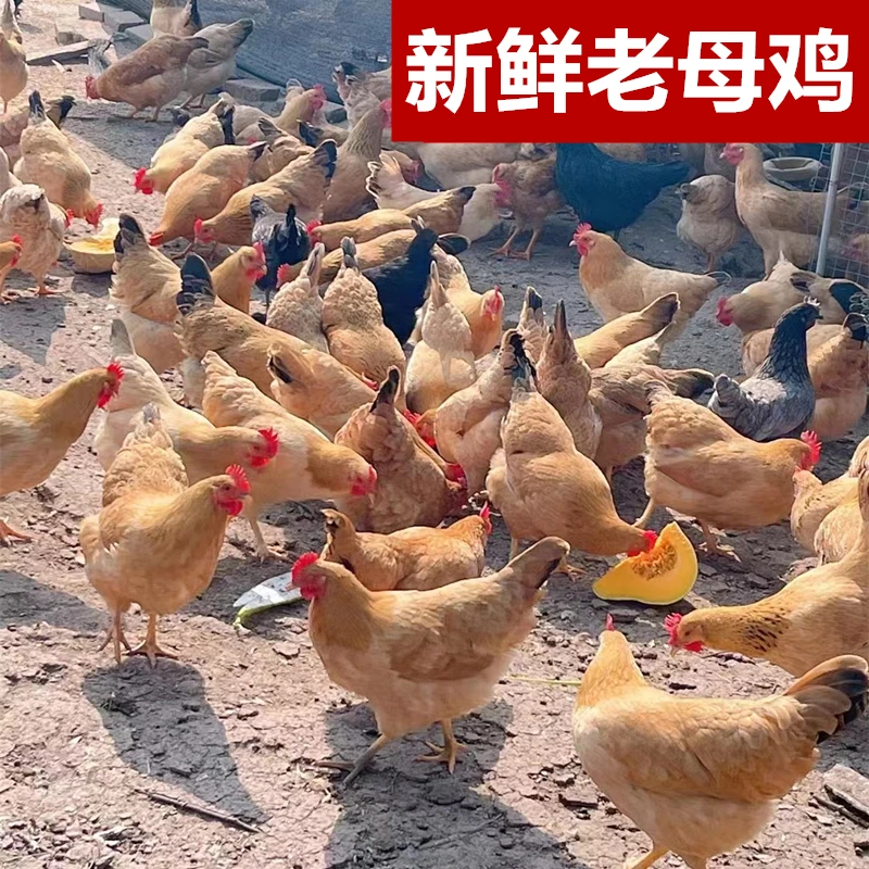 农家山上抛养散养老母鸡整鸡1150g左右