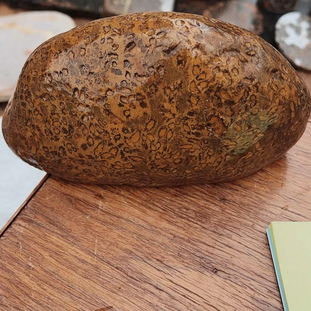 【闪购商品】密胺米粒石海****。