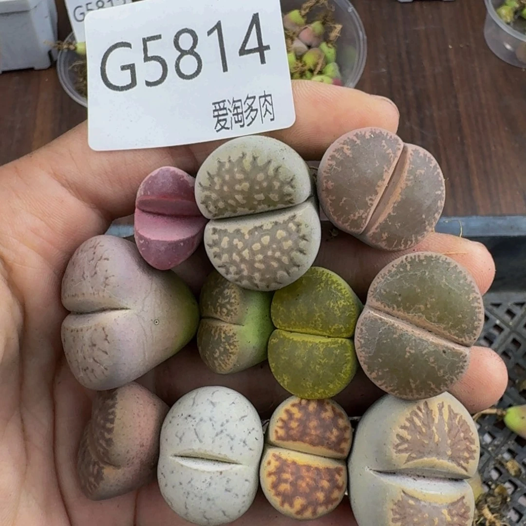 5814--生石花 肉锥