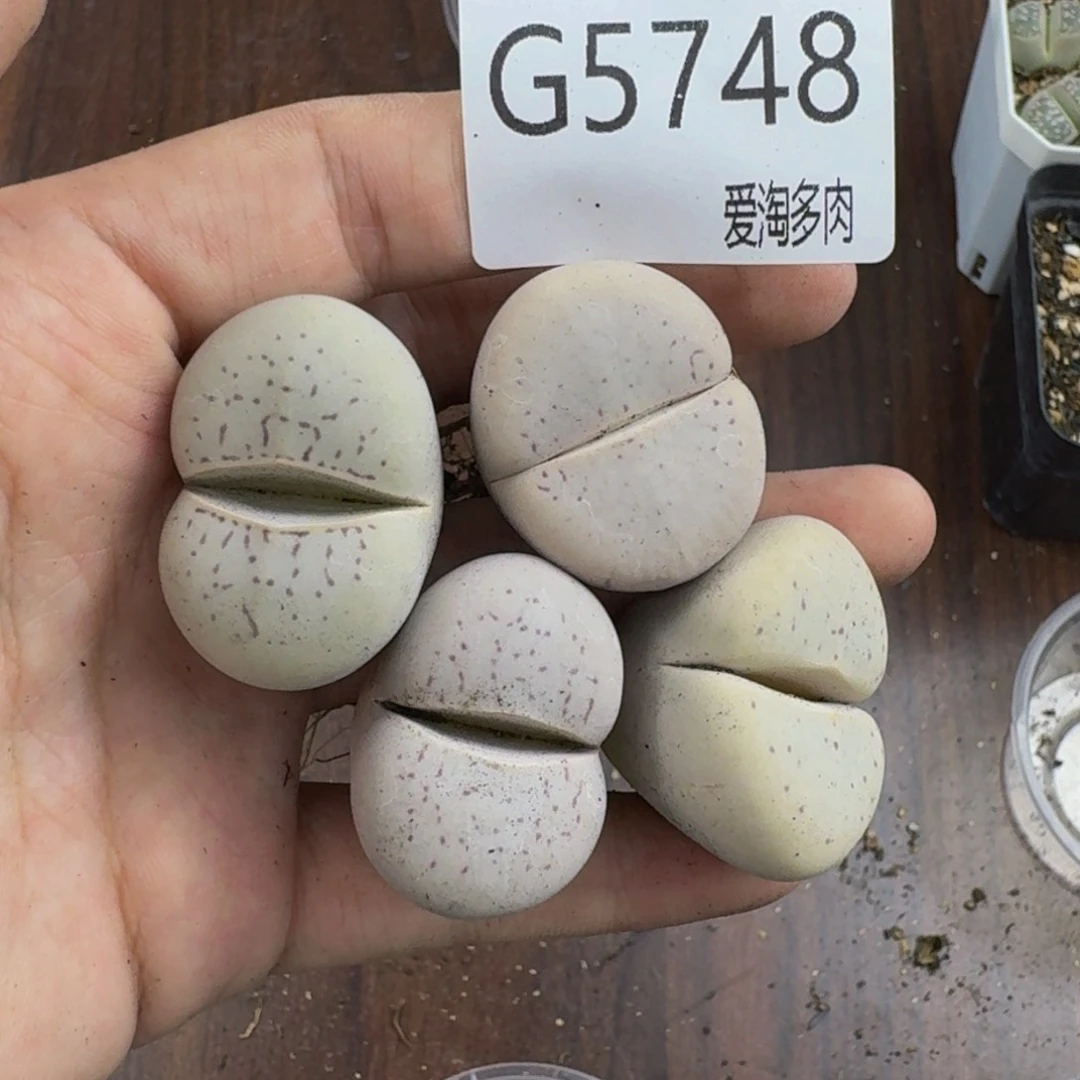 5748--生石花 肉锥