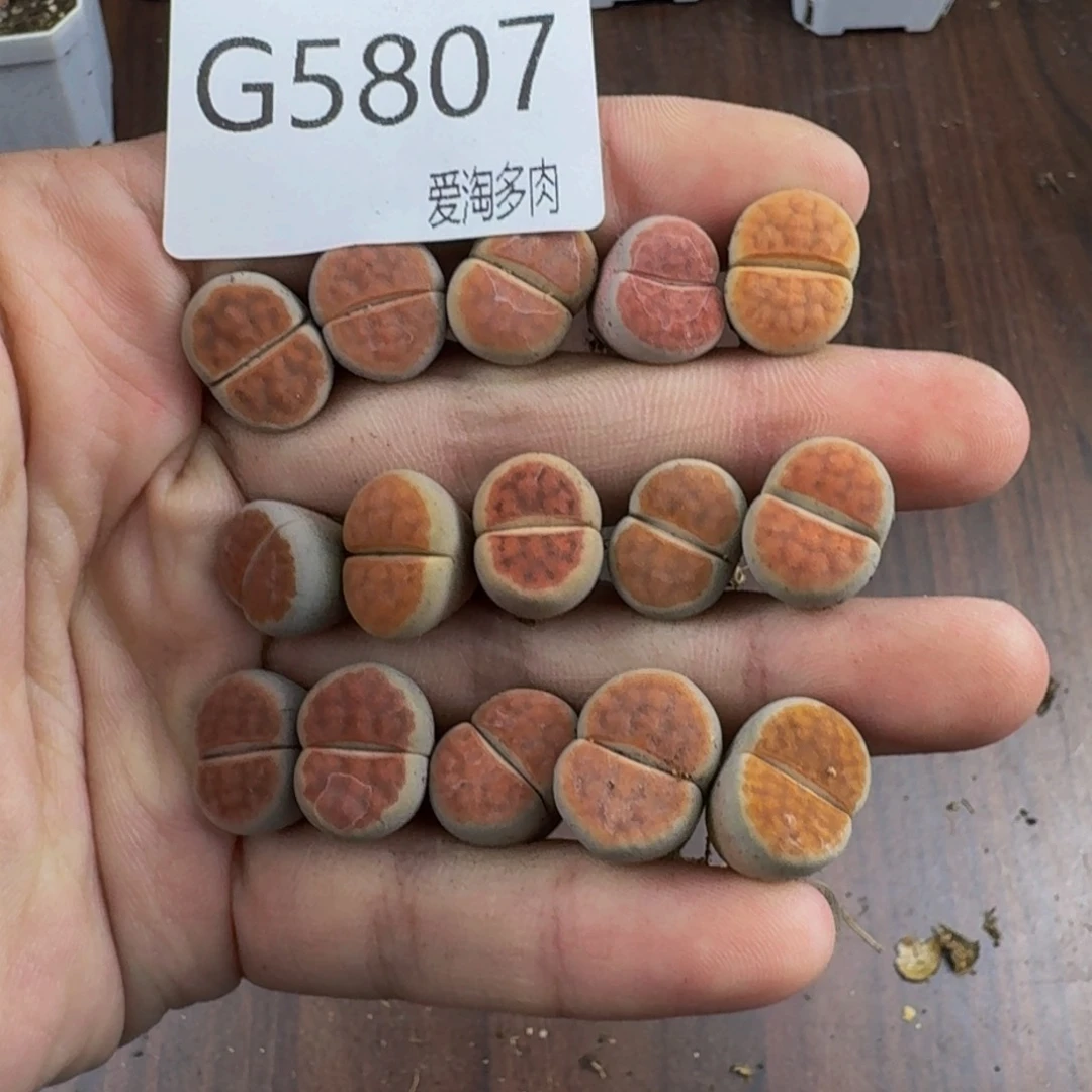 5807-生石花 肉锥