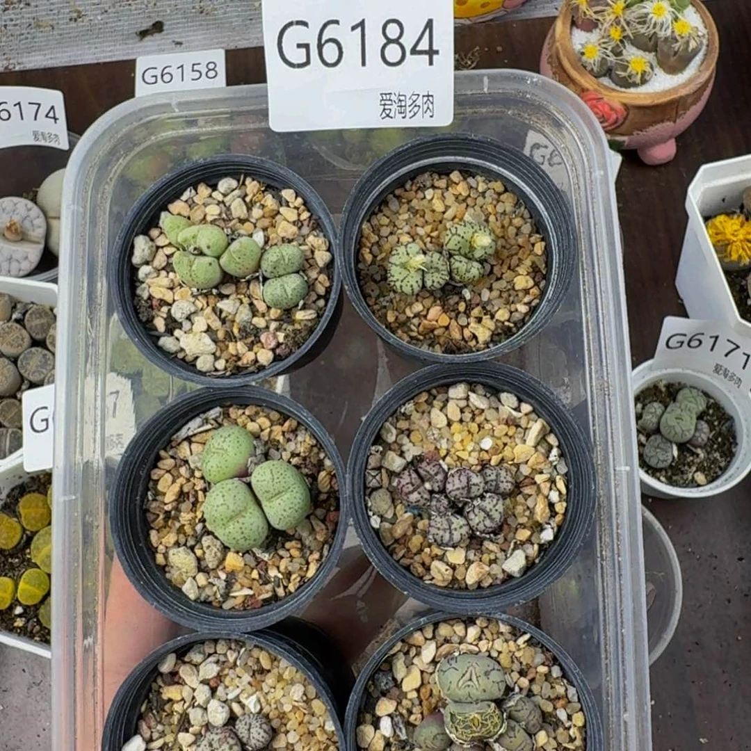 6184--生石花 肉锥