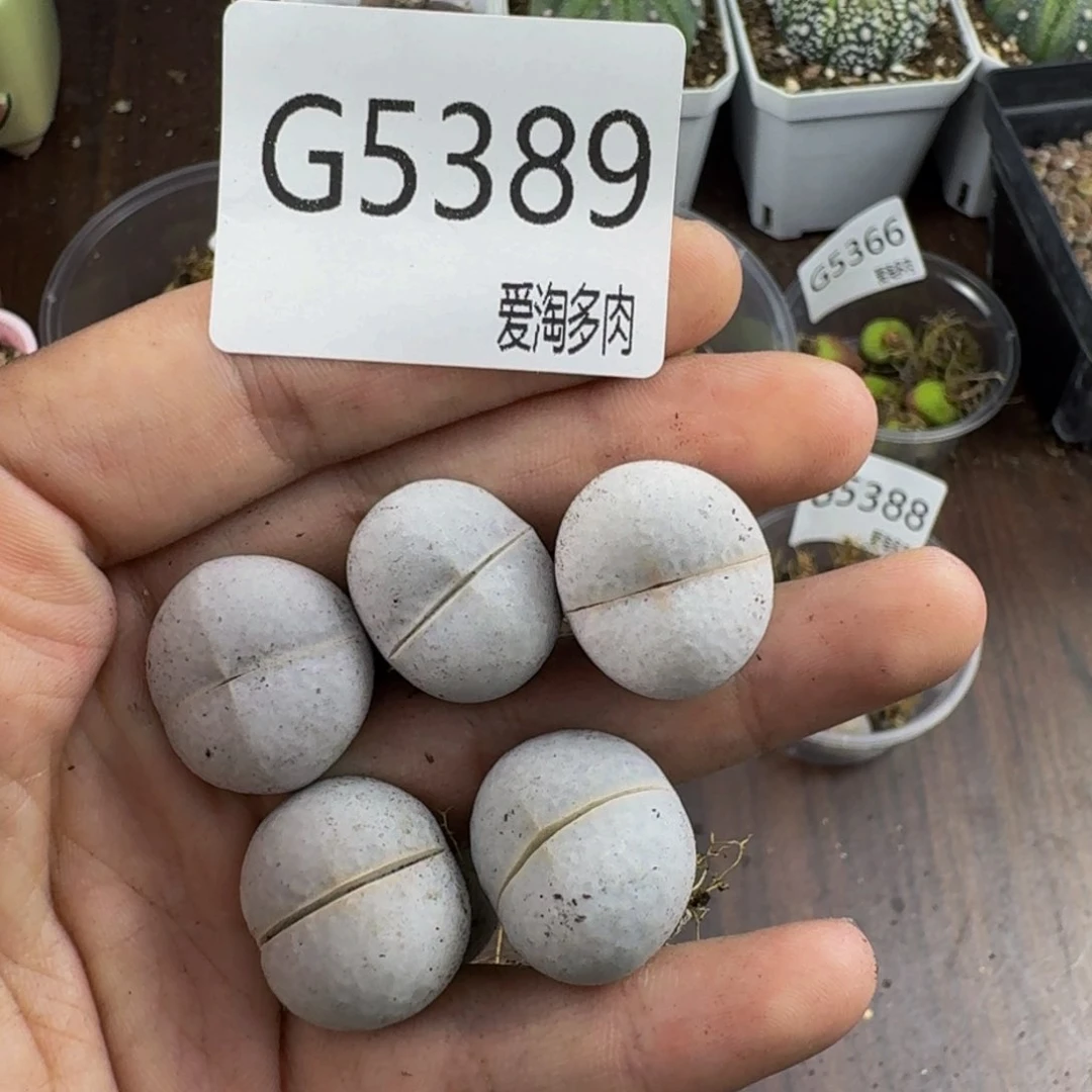 5389--生石花 肉锥