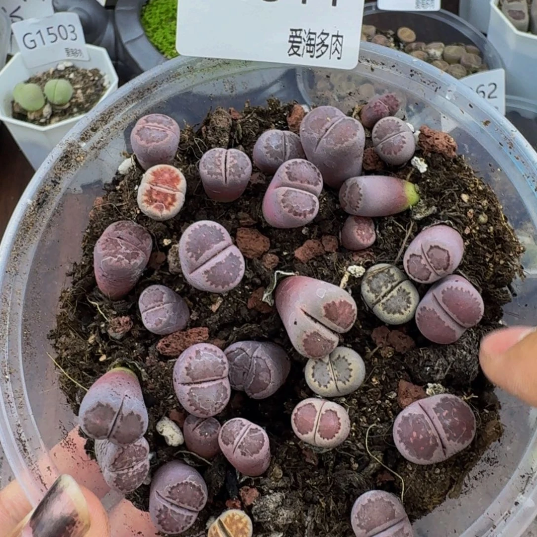 1511--生石花 肉锥