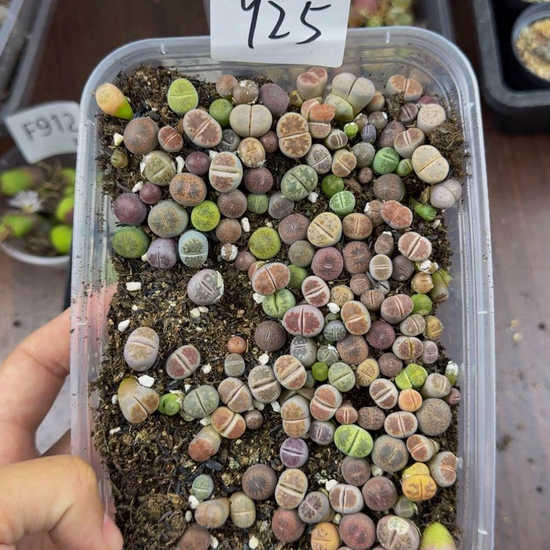 925--生石花 肉锥