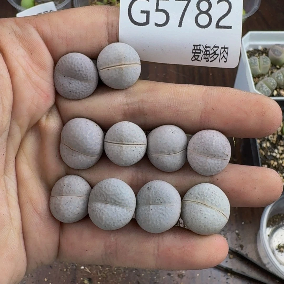 5782--生石花 肉锥